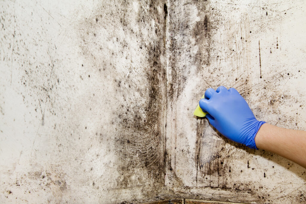 Mold Removal Dubai: Hygienic and Safe Process for Your Home