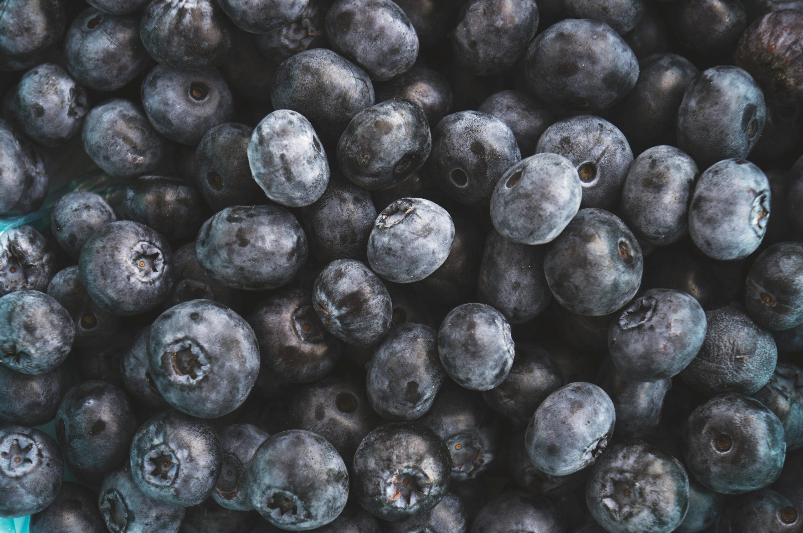 Blue poppy seeds 9 Unique Benefits Backed by Nutrition